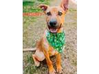 Adopt Scooby a Mixed Breed