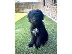 Adopt COSMO a Australian Shepherd, Standard Poodle