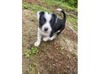 Adopt Hurley a Labrador Retriever, Border Collie