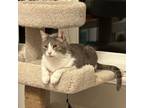 Adopt Bill a Domestic Short Hair