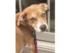 Adopt Andy a Hound, Pit Bull Terrier