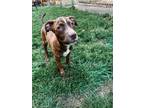 Adopt Charlie a Hound, Pit Bull Terrier