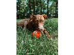 Adopt Charlie a Hound, Pit Bull Terrier