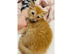 Adopt Sunny a Domestic Medium Hair