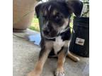 Adopt Stripe a Australian Cattle Dog / Blue Heeler, Australian Shepherd