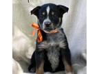 Adopt Socks a Australian Cattle Dog / Blue Heeler, Australian Shepherd