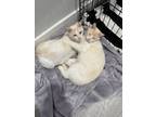 Adopt Yogi and Booboo a Domestic Short Hair