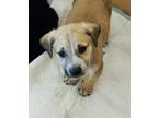 Adopt Charlie a Labrador Retriever, Australian Shepherd