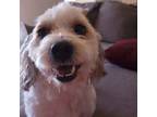 Adopt Levy a Lhasa Apso, Shih Tzu