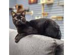 Adopt Asher (bonded with Clarence 1 yr) a Domestic Short Hair