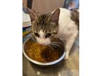 Adopt Paco a American Shorthair