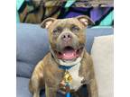 Adopt Charlie a Staffordshire Bull Terrier