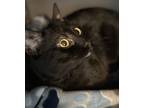 Adopt Rascal a Domestic Short Hair