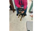 Adopt Newt a Rottweiler