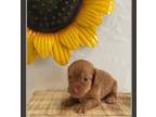 Dachshund Puppy for sale in Memphis, TN, USA