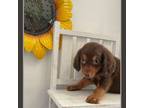 Dachshund Puppy for sale in Memphis, TN, USA