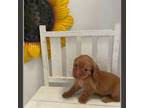 Dachshund Puppy for sale in Memphis, TN, USA