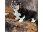 Australian Cattle Dog Puppy for sale in Ribera, NM, USA