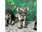 Schnauzer (Miniature) Puppy for sale in Houston, TX, USA