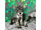 Schnauzer (Miniature) Puppy for sale in Houston, TX, USA