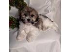 Maltese Puppy for sale in Pomona, CA, USA