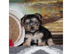 Yorkshire Terrier Puppy for sale in North Canton, OH, USA