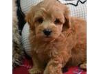 Maltipoo Puppy for sale in Ladysmith, WI, USA