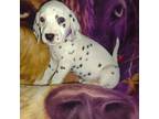 Dalmatian Puppy for sale in Rutherfordton, NC, USA