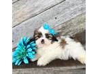 Shih Tzu Puppy for sale in Elkton, KY, USA