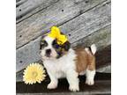 Shih Tzu Puppy for sale in Elkton, KY, USA