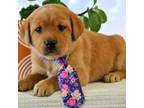 Labrador Retriever Puppy for sale in Romulus, NY, USA