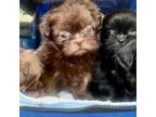 Shih Tzu Puppy for sale in Lakewood, OH, USA