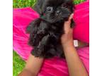 Black Male Pup