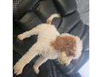 Goldendoodle Puppy for sale in Goodyear, AZ, USA