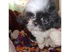 Shih Tzu Puppy for sale in Whiteford, MD, USA