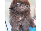 Shih Tzu Puppy for sale in Jacksonville, NC, USA