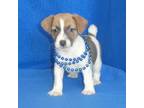 Parson Russell Terrier Puppy for sale in Olpe, KS, USA