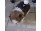 Pomeranian Puppy for sale in Cypress, IL, USA