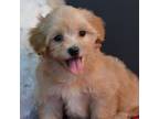 Maltipoo Puppy for sale in Ladysmith, WI, USA