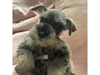 Schnauzer (Miniature) Puppy for sale in Rancho Cucamonga, CA, USA