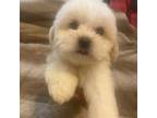 Maltese Puppy for sale in Houston, TX, USA
