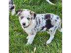 Border Collie Puppy for sale in Lafayette, IN, USA