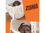 Zuma