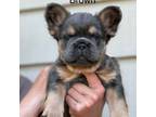 French Bulldog Puppy for sale in Buford, GA, USA