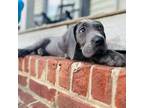 Great Dane Puppy for sale in Cleveland, TN, USA