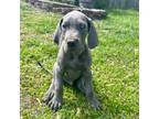 Great Dane Puppy for sale in Cleveland, TN, USA