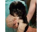 Shih Tzu Puppy for sale in Whiteford, MD, USA