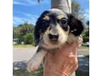 Dachshund Puppy for sale in Largo, FL, USA