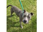 Bella, American Pit Bull Terrier For Adoption In Philadelphia, Pennsylvania