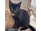 Edith, Domestic Shorthair For Adoption In Toronto, Ontario